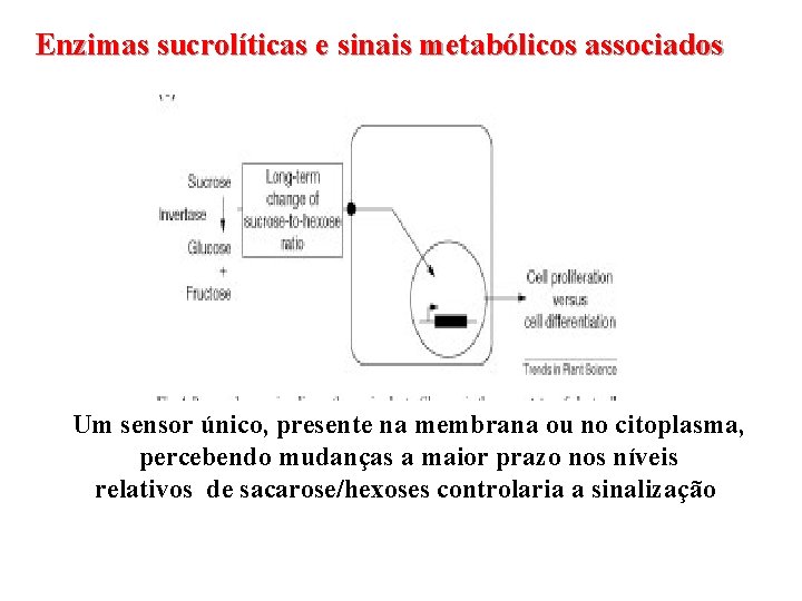 Enzimas sucrolíticas e sinais metabólicos associados Um sensor único, presente na membrana ou no