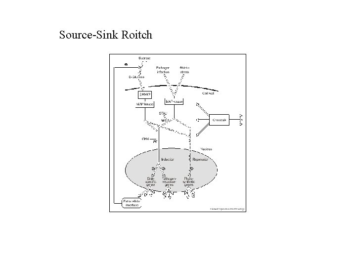 Source-Sink Roitch 