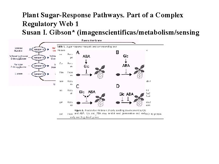 Plant Sugar-Response Pathways. Part of a Complex Regulatory Web 1 Susan I. Gibson* (imagenscientificas/metabolism/sensing