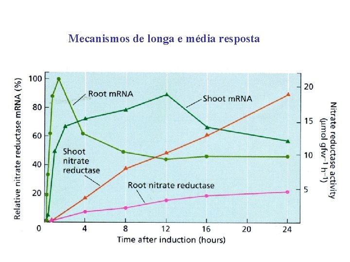 Mecanismos de longa e média resposta 