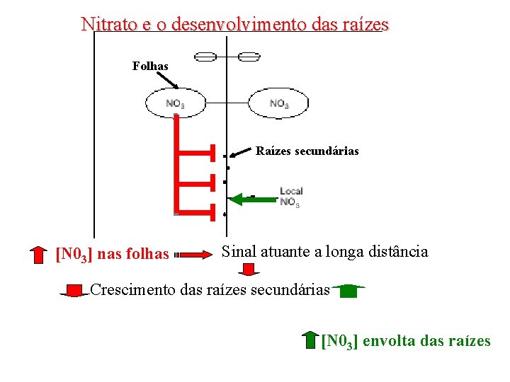 Nitrato e o desenvolvimento das raízes Folhas Raízes secundárias [N 03] nas folhas Sinal