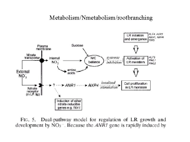 Metabolism/Nmetabolism/rootbranching 