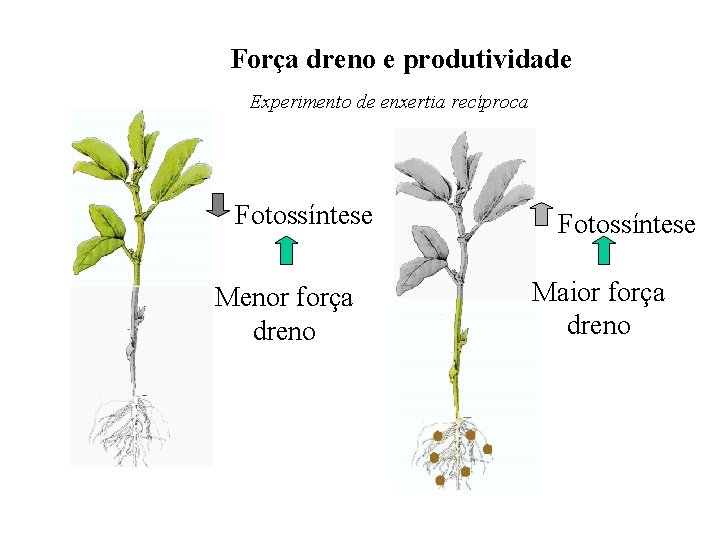 Força dreno e produtividade Experimento de enxertia recíproca Fotossíntese Menor força dreno Fotossíntese Maior