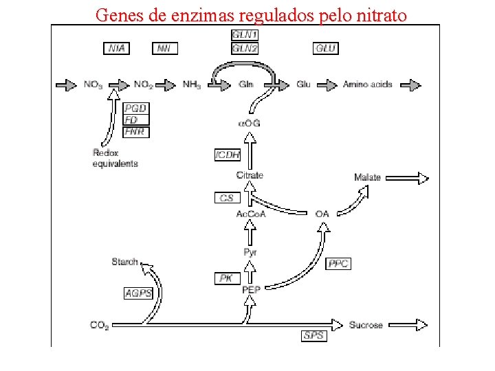Genes de enzimas regulados pelo nitrato 