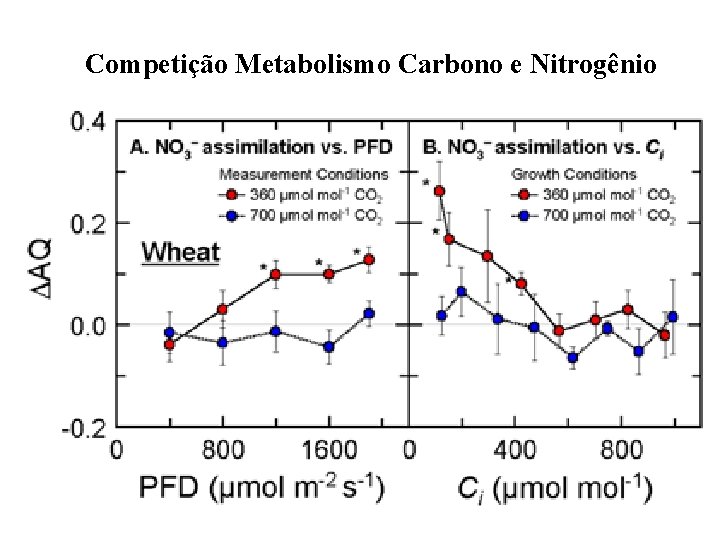 Competição Metabolismo Carbono e Nitrogênio 