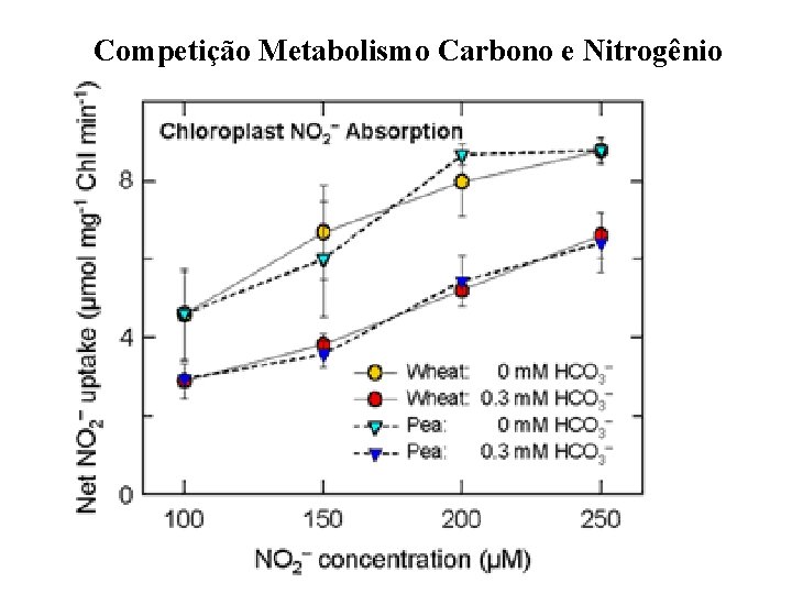 Competição Metabolismo Carbono e Nitrogênio 