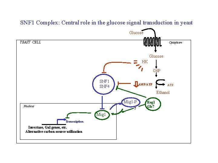 SNF 1 Complex: Central role in the glucose signal transduction in yeast Glucose YEAST