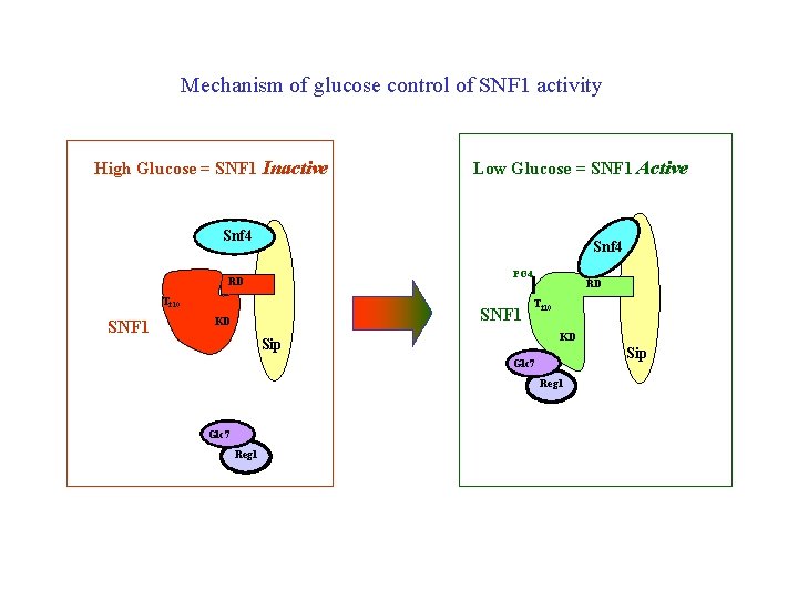 Mechanism of glucose control of SNF 1 activity High Glucose = SNF 1 Inactive