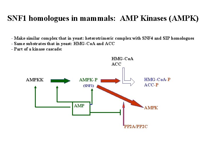 SNF 1 homologues in mammals: AMP Kinases (AMPK) - Make similar complex that in