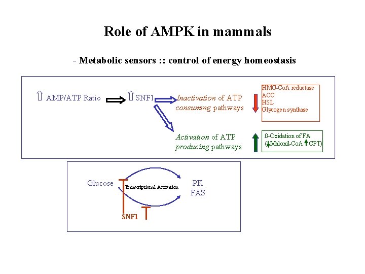 Role of AMPK in mammals - Metabolic sensors : : control of energy homeostasis