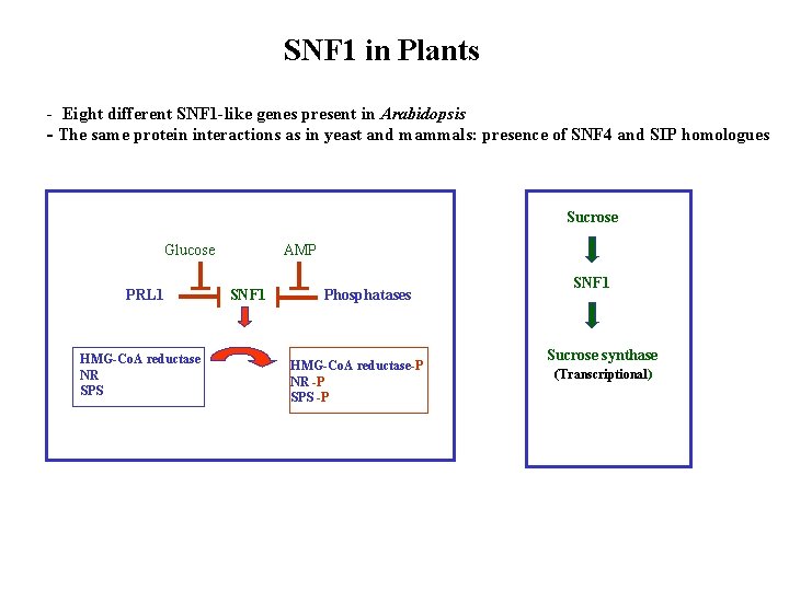 SNF 1 in Plants - Eight different SNF 1 -like genes present in Arabidopsis