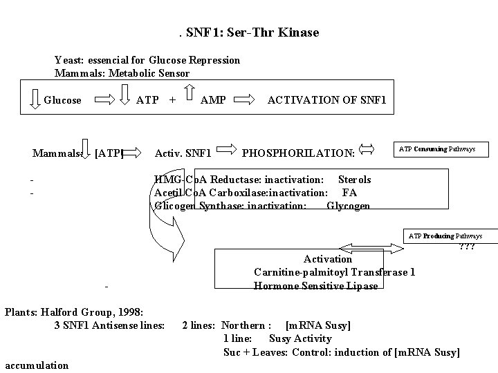 . SNF 1: Ser-Thr Kinase Yeast: essencial for Glucose Repression Mammals: Metabolic Sensor Glucose