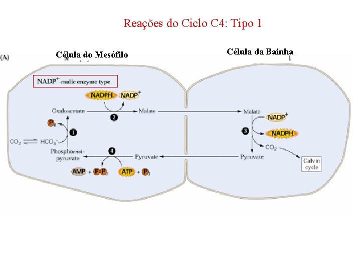 Reações do Ciclo C 4: Tipo 1 Célula do Mesófilo Célula da Bainha 