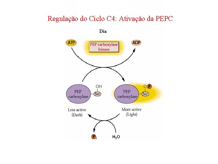 Regulação do Ciclo C 4: Ativação da PEPC Dia 