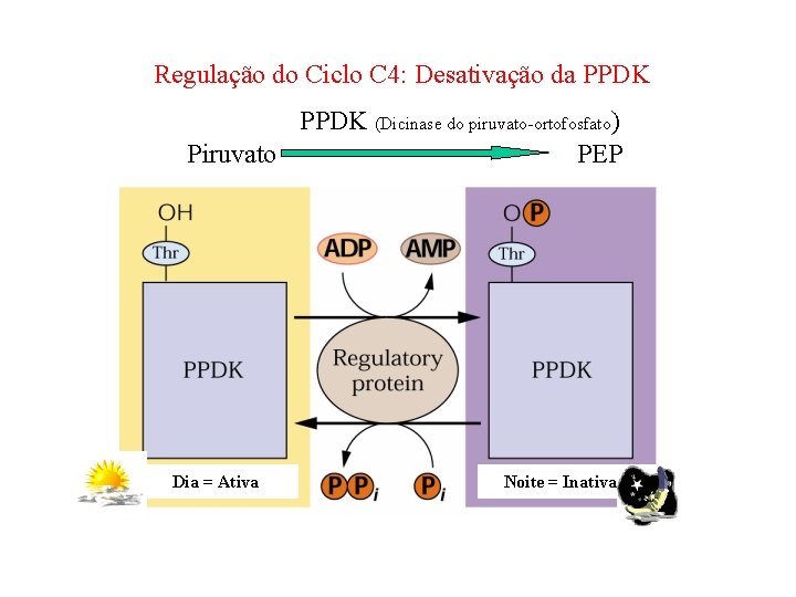 Regulação do Ciclo C 4: Desativação da PPDK (Dicinase do piruvato-ortofosfato) Piruvato PEP Dia