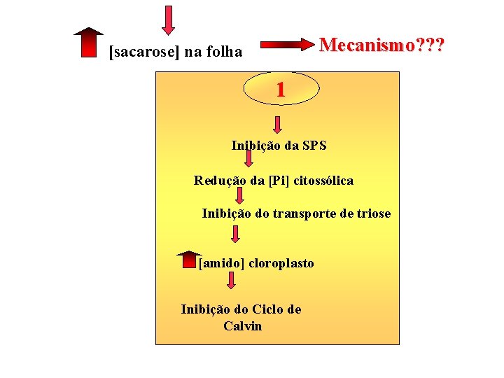 Mecanismo? ? ? [sacarose] na folha 1 Inibição da SPS Redução da [Pi] citossólica