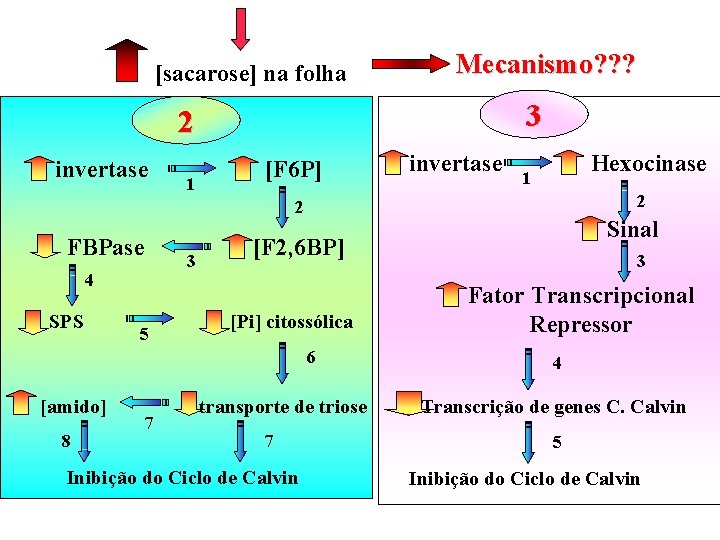 [sacarose] na folha Mecanismo? ? ? 3 2 invertase 1 [F 6 P] invertase