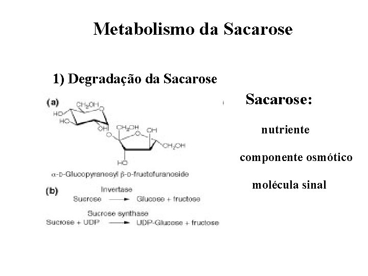 Metabolismo da Sacarose 1) Degradação da Sacarose: nutriente componente osmótico molécula sinal 