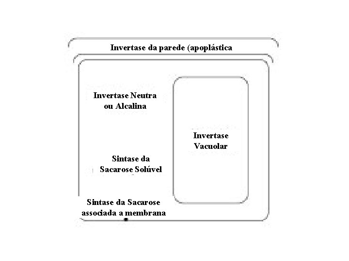 Invertase da parede (apoplástica Invertase Neutra ou Alcalina Invertase Vacuolar Sintase da Sacarose Solúvel