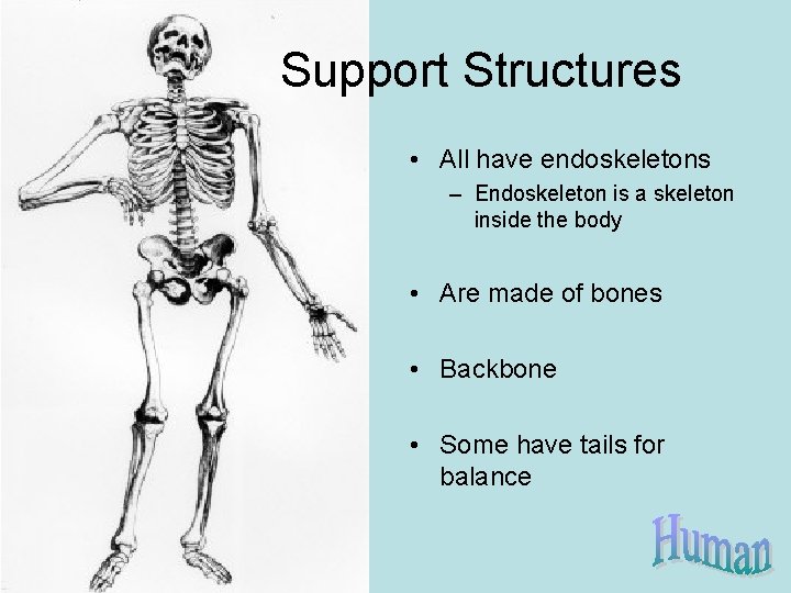 Support Structures • All have endoskeletons – Endoskeleton is a skeleton inside the body