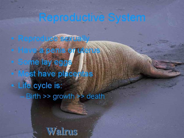 Reproductive System • • • Reproduce sexually Have a penis or uterus Some lay