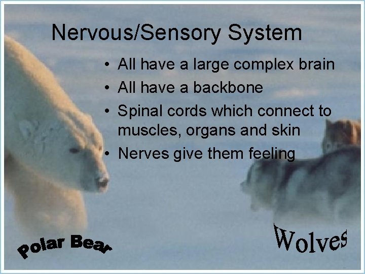 Nervous/Sensory System • All have a large complex brain • All have a backbone