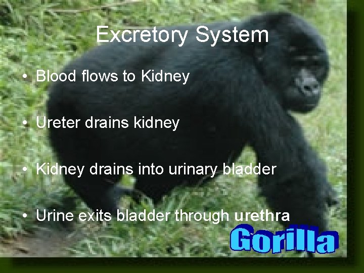 Excretory System • Blood flows to Kidney • Ureter drains kidney • Kidney drains