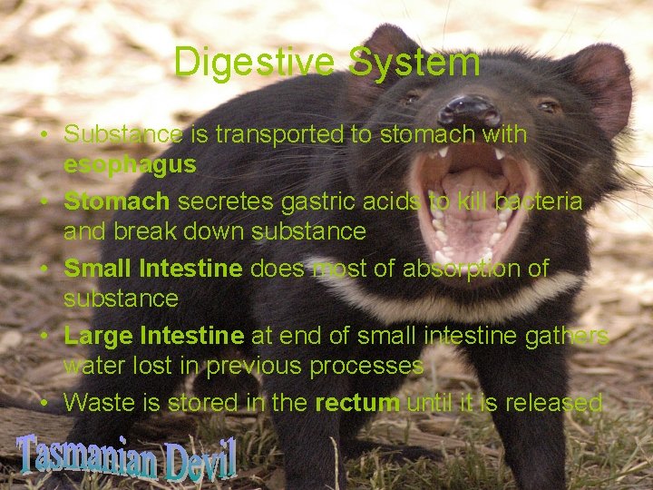 Digestive System • Substance is transported to stomach with esophagus • Stomach secretes gastric