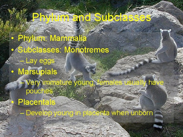 Phylum and Subclasses • Phylum: Mammalia • Subclasses: Monotremes – Lay eggs • Marsupials