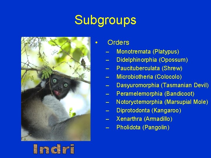 Subgroups • Orders – – – – – Monotremata (Platypus) Didelphinorphia (Opossum) Paucituberculata (Shrew)