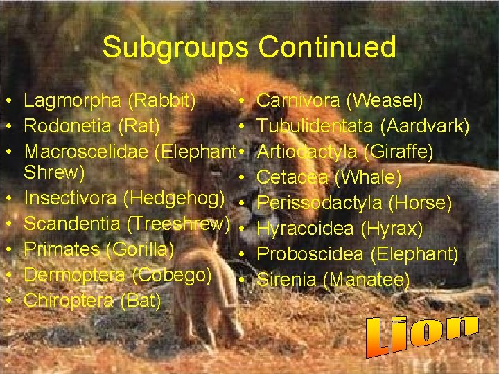 Subgroups Continued • Lagmorpha (Rabbit) • • Rodonetia (Rat) • • Macroscelidae (Elephant •