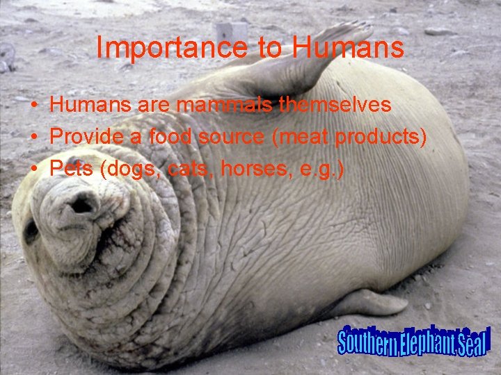 Importance to Humans • Humans are mammals themselves • Provide a food source (meat