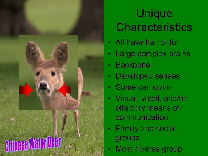 Unique Characteristics • • • All have hair or fur Large complex brains Backbone