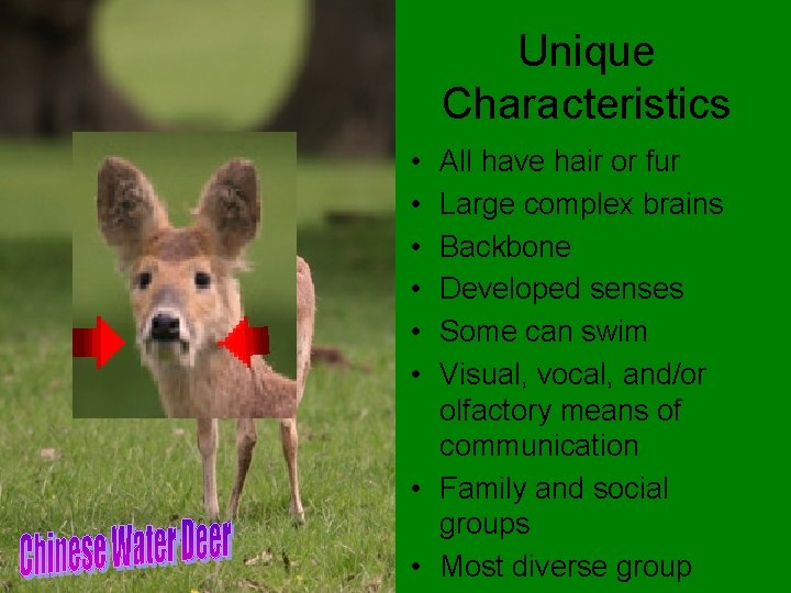 Unique Characteristics • • • All have hair or fur Large complex brains Backbone