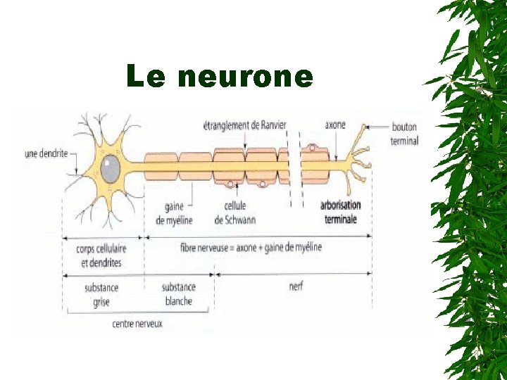 Le neurone 