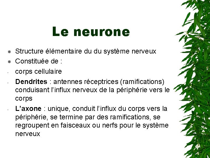 Le neurone - - Structure élémentaire du du système nerveux Constituée de : corps