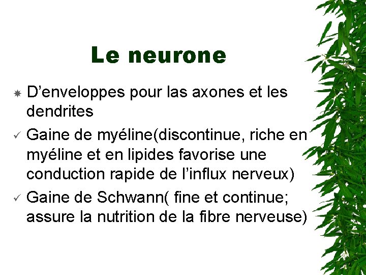 Le neurone ü ü D’enveloppes pour las axones et les dendrites Gaine de myéline(discontinue,