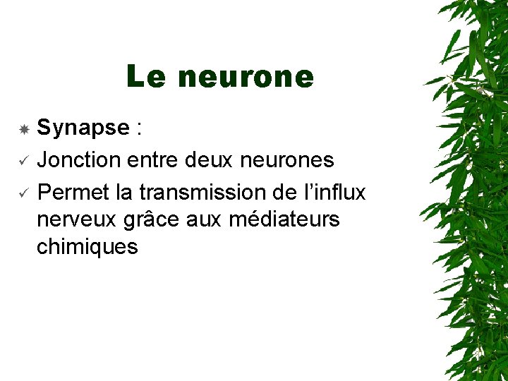 Le neurone ü ü Synapse : Jonction entre deux neurones Permet la transmission de