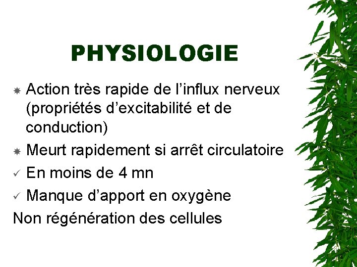 PHYSIOLOGIE Action très rapide de l’influx nerveux (propriétés d’excitabilité et de conduction) Meurt rapidement