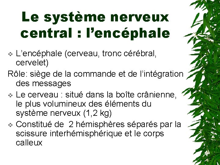 Le système nerveux central : l’encéphale L’encéphale (cerveau, tronc cérébral, cervelet) Rôle: siège de