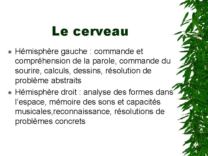 Le cerveau Hémisphère gauche : commande et compréhension de la parole, commande du sourire,