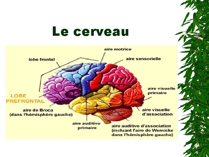 Le cerveau 