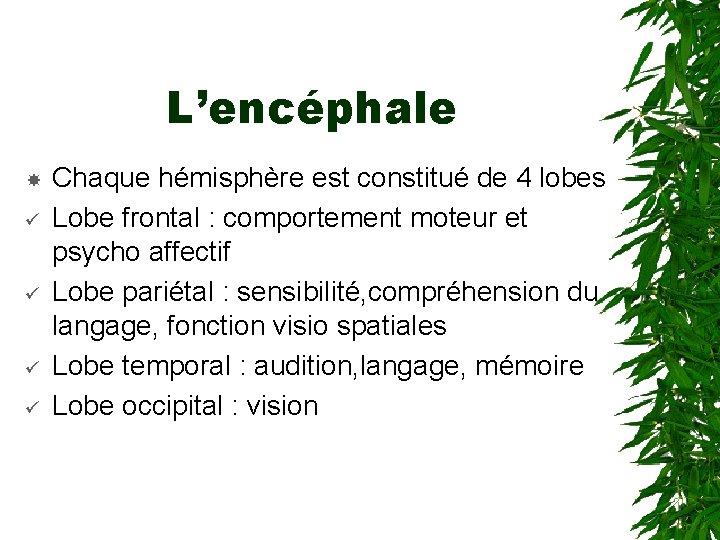 L’encéphale ü ü Chaque hémisphère est constitué de 4 lobes Lobe frontal : comportement