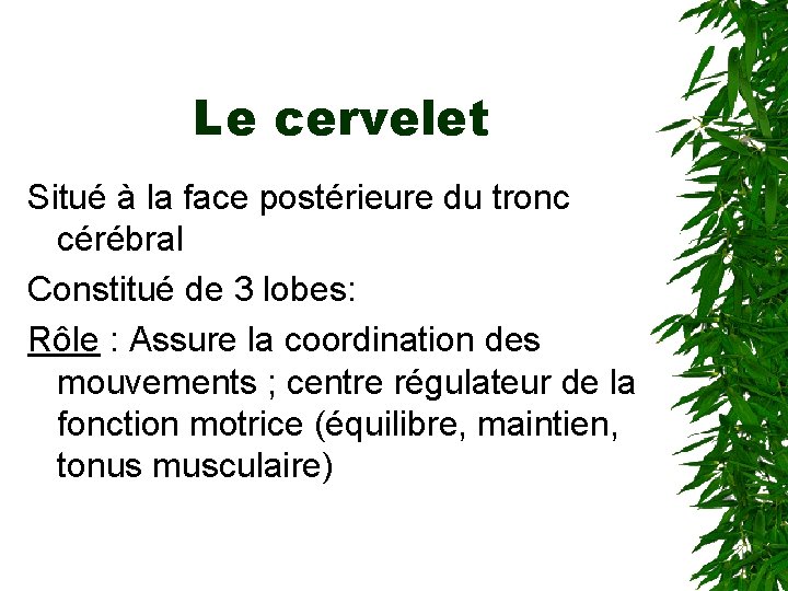Le cervelet Situé à la face postérieure du tronc cérébral Constitué de 3 lobes: