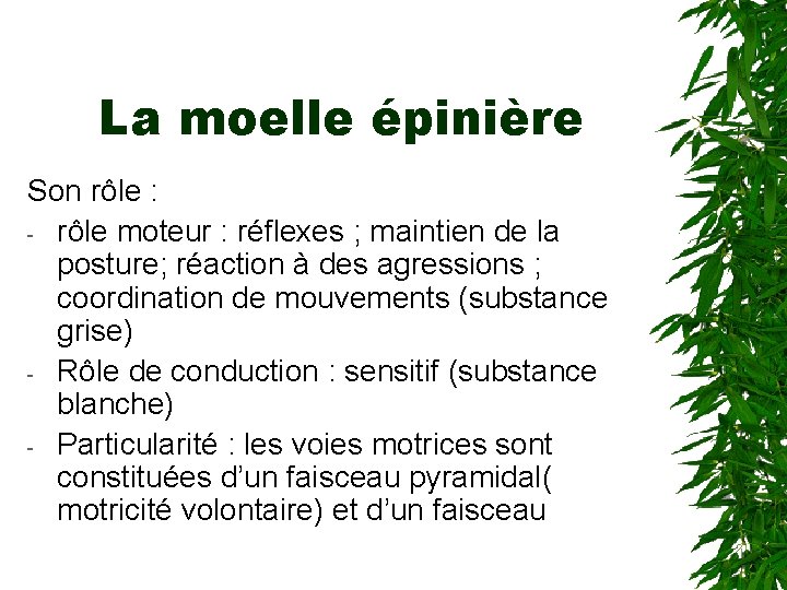 La moelle épinière Son rôle : - rôle moteur : réflexes ; maintien de