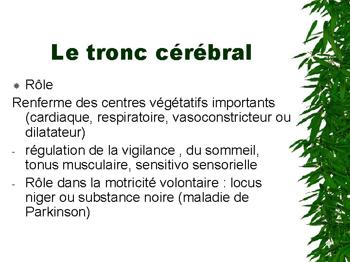 Le tronc cérébral Rôle Renferme des centres végétatifs importants (cardiaque, respiratoire, vasoconstricteur ou dilatateur)