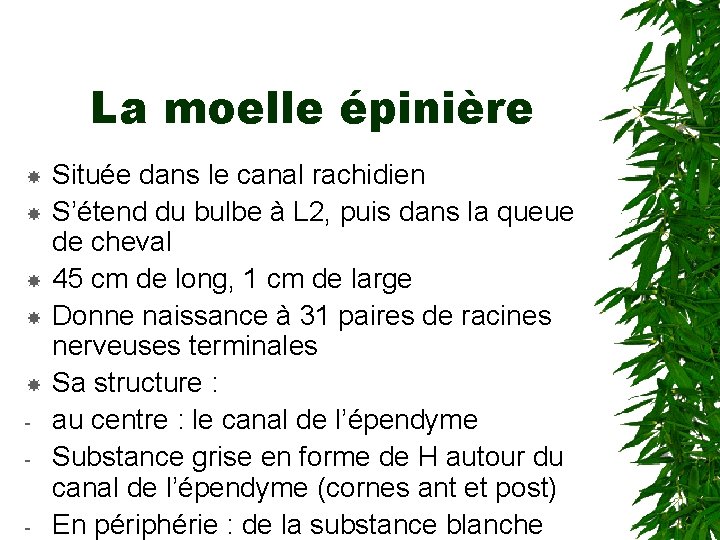 La moelle épinière - Située dans le canal rachidien S’étend du bulbe à L