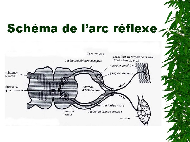 Schéma de l’arc réflexe 