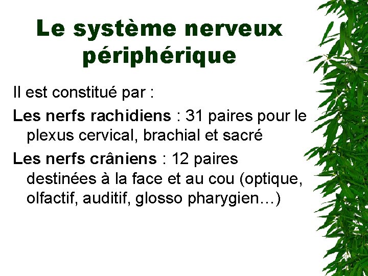 Le système nerveux périphérique Il est constitué par : Les nerfs rachidiens : 31