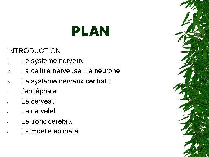 PLAN INTRODUCTION 1. Le système nerveux 2. La cellule nerveuse : le neurone 3.